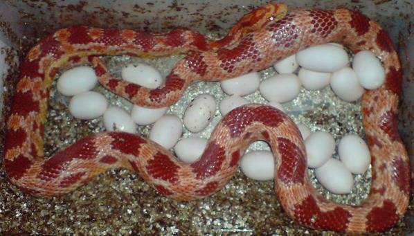 Serpent avec des oeufs